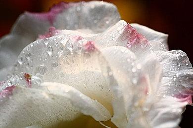 成人游戏下架风波扩散 知名复古游戏发布平台担心会被波及